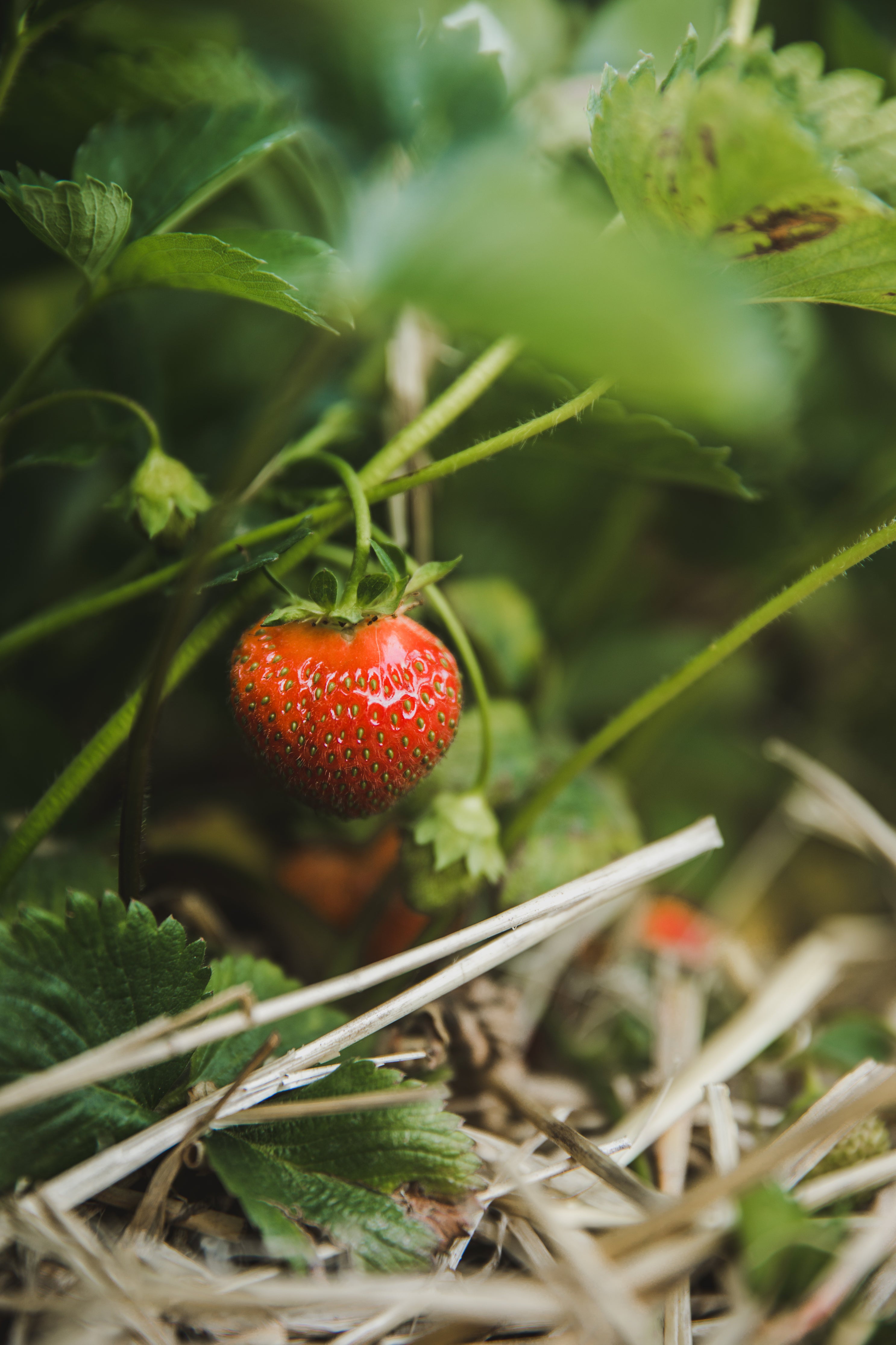 How-To: Grow Strawberries – MacArthur's Nurseries Inc.