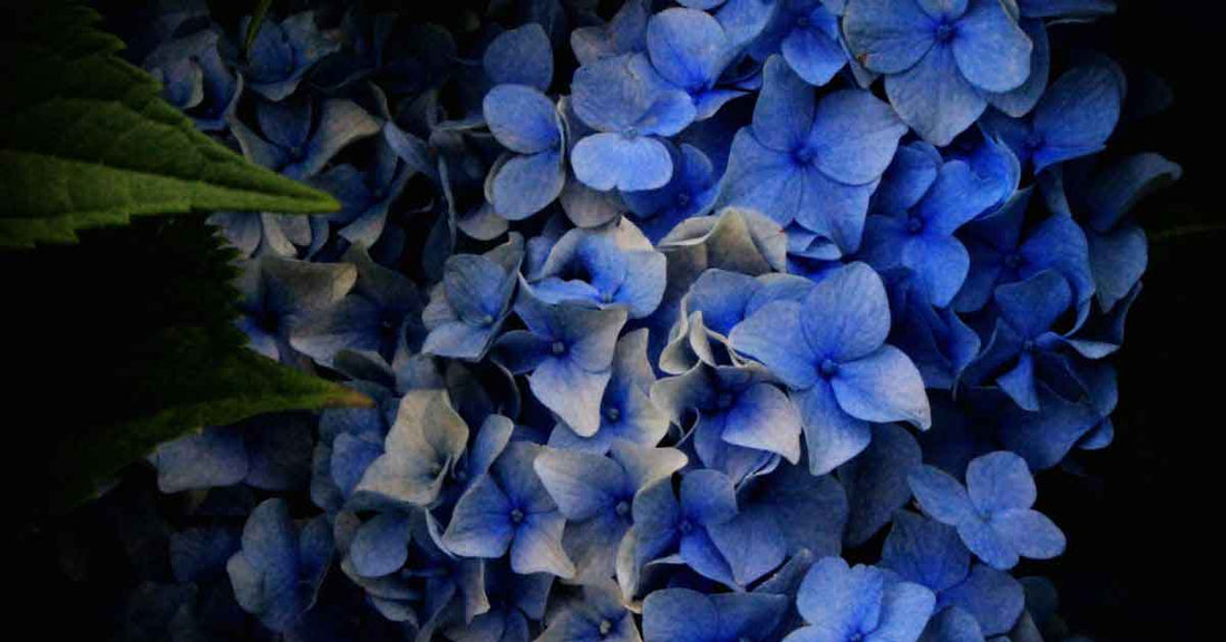 How-to: Grow Perennials