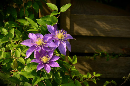 How-To: Grow Clematis